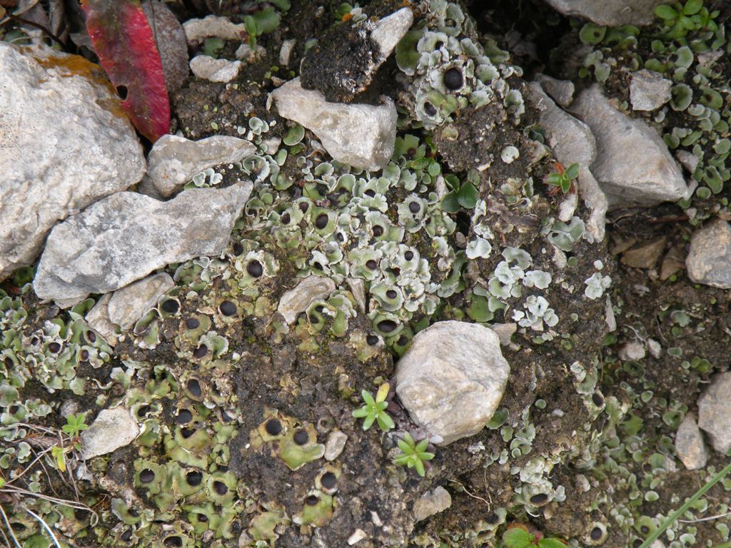 Licheni sul Pizzo Camino
